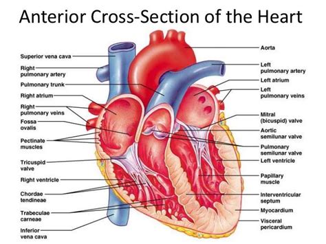 Heart function, structure, Valves, Borders, Chambers and Surfaces | Science online