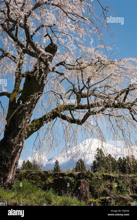 Mt. Fuji and Cherry Blossoms Stock Photo - Alamy