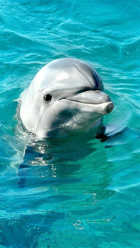 BEAUTIFUL HAPPY DOLPHIN! | สัตว์น่ารัก, รูปสัตว์น่ารัก, โลมา