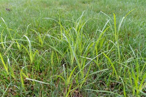 Common Summer Weeds in North Carolina | Barefoot Lawn Care