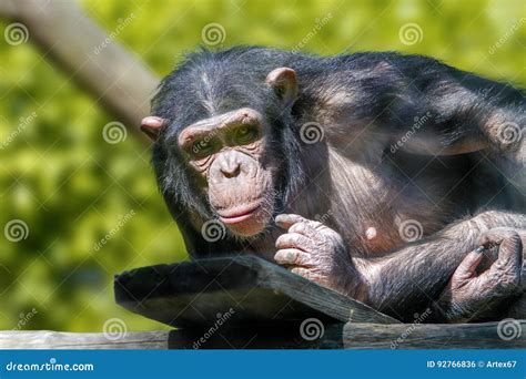 Anthropoid Ape of a Chimpanzee Stock Photo - Image of chimp, creature: 92766836