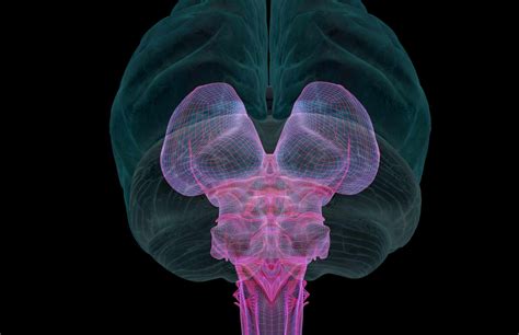 The Midbrain: Anatomy, Function, and Treatment