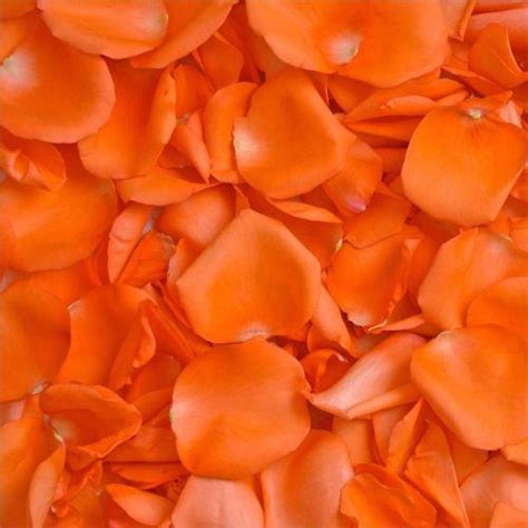 Orange Rose Petals - by Toronto Bulk Flowers Canada Markham, Thornhill