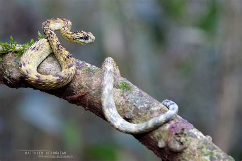 Atheris Hispida Venom