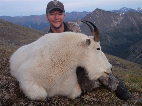 How Much Do You Really Know about Mountain Goats? - North River Outfitting