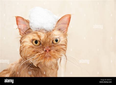 Persian cat taking a bath with foam Stock Photo - Alamy