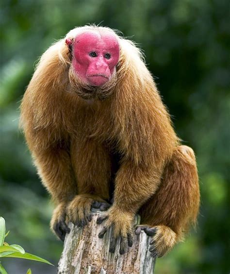 just found out about the monkeys who look like cenobites & im unsettled ...