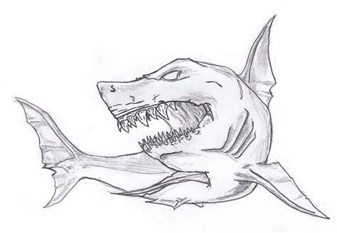 Pin by Bruno Vidal on Reference Sea creature | Shark drawing, Animal drawings, Shark art