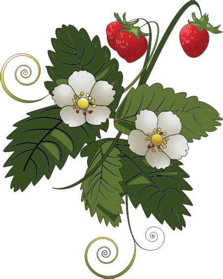 Strawberry flower clipart 20 free Cliparts | Download images on Clipground 2024