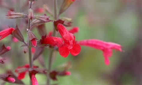 5 Reasons to Grow Cedar Sage - Native Backyards