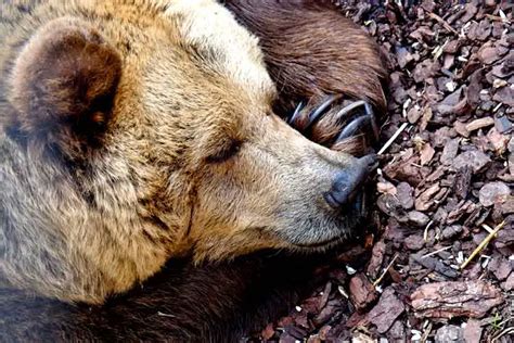 Why Do Bears Hibernate? 9 Amazing Facts You Didn’t know – AnimalHow.com