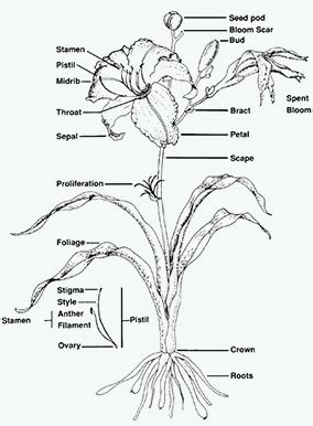 The Daylilies Origin - Care and Growing Tips