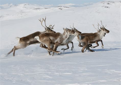 A Data Desert in the Arctic and Subarctic Forests Is Hindering Efforts ...