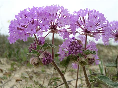 Abronia macrocarpa - Earth.com