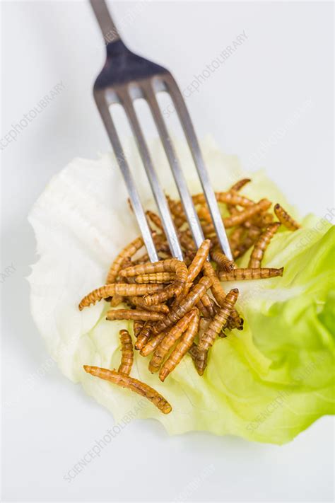 Entomophagy - Stock Image - C034/4535 - Science Photo Library