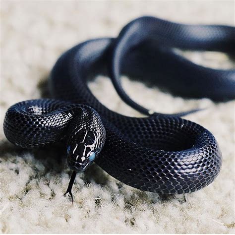 The Mexican Black Kingsnake (Lampropeltis getups nigrita) can be found ...