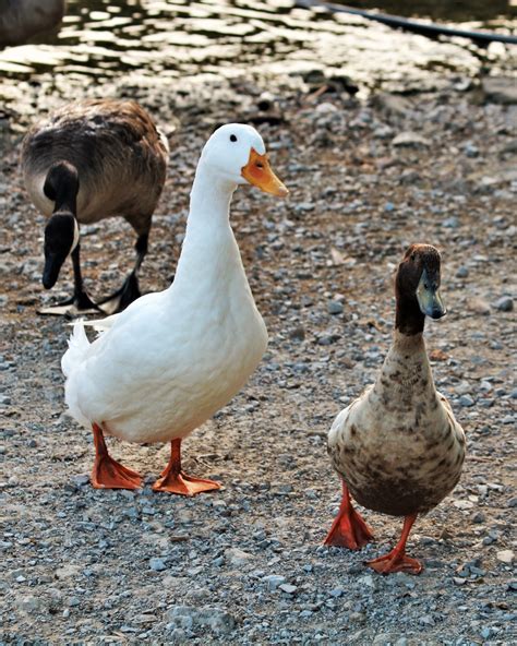 Two Curious Ducks Free Stock Photo - Public Domain Pictures