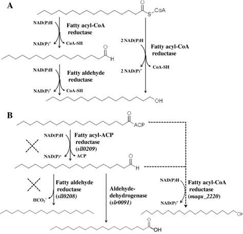 Fatty alcohol biosynthesis pathways. (A) Two different reaction schemes ...