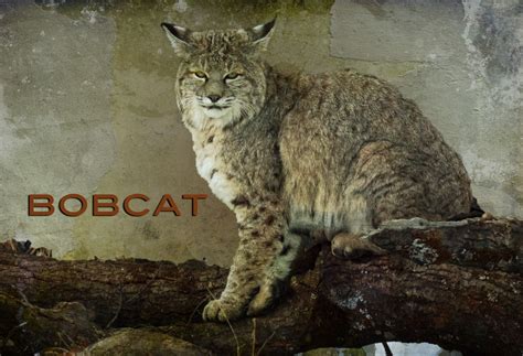 Bobcat | Flickr - Photo Sharing!