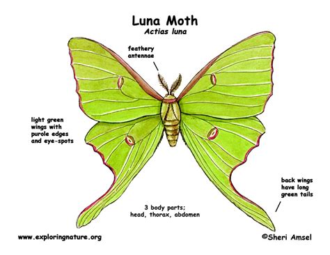 Animal Habitats and Anatomy! | Create WebQuest