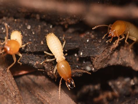 Formosan Termites - Damage, Treatment, & Control