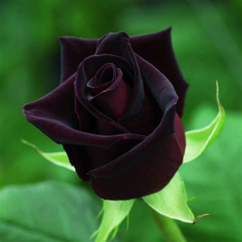 Mysterious Black Roses of Turkey | Istanbul Turkey Guide