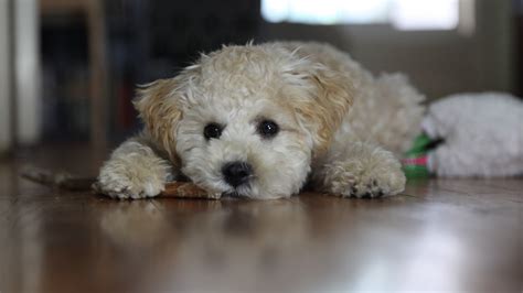 White Poodle Puppy Is Lying Down On Floor In Blur Background HD Animals Wallpapers | HD ...