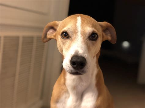 This bear wants to know if mixes can be included. He’s whippet/beagle mix. : r/longboyes