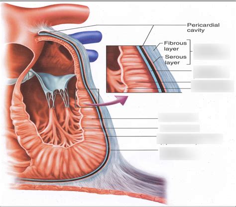 heart Diagram | Quizlet