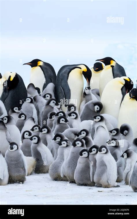 Emperor penguins huddle -Fotos und -Bildmaterial in hoher Auflösung – Alamy