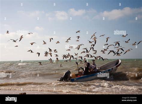 Fishermen in Progreso on the Gold of Mexico, Yucatan, Mexico come to shore with fresh catch ...