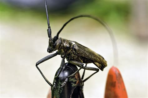 Black Long-horned beetle HD wallpaper | Wallpaper Flare