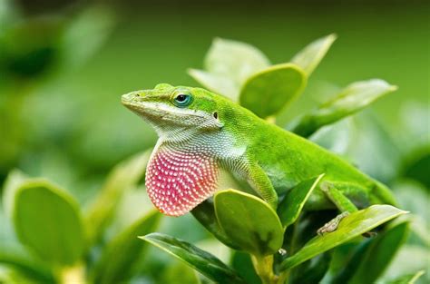 Green Anole Care Guide - Diet, Lifespan & More » Petsoid