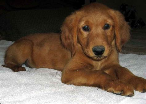 Dark Red Golden Retriever Puppies For Sale | PETSIDI