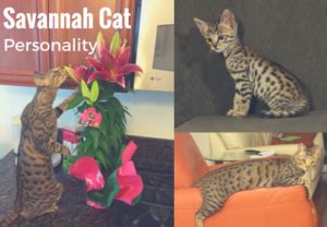 Savannah Cat Personality - Kitty Loaf