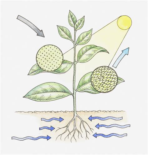 Photosynthesis Study Guide - Key Concepts