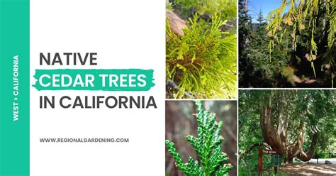 4 Types Of Cedar Trees In California (Pictures & Identification ...