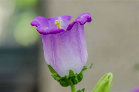 Top 7 Biennial Flowers for the Garden