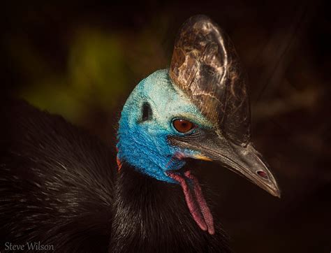 In Defense of the Cassowary, the Maligned Killer of the Bird World ...