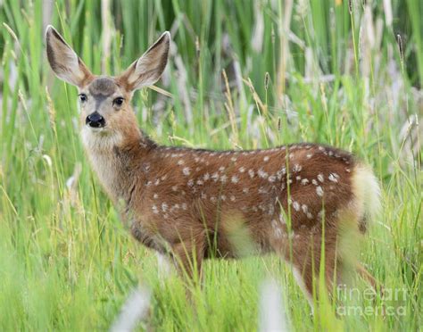 Blacktail Fawn Photograph by Dennis Hammer - Fine Art America