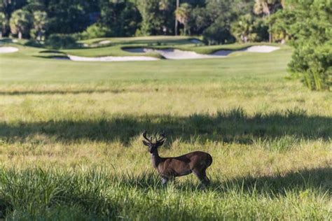 Winter Wildlife at The Bluff | Palmetto Bluff