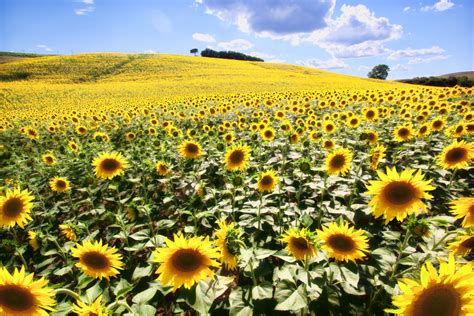 tuscany-sunflower-field | Giuliano Hazan