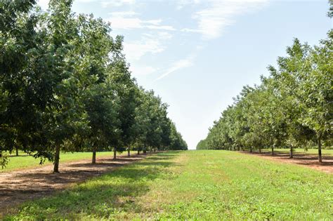 5 Late-Season Tips for Your Pecan Crop - Pecan South MagazinePecan ...