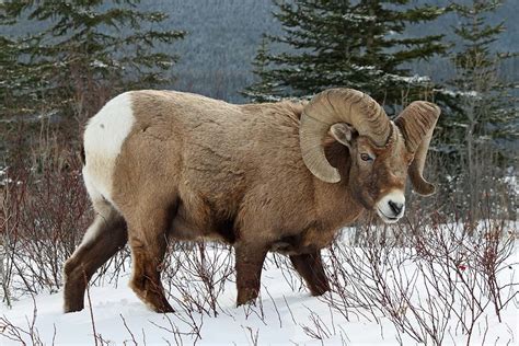 Wild Sheep (Bighorn Sheep) Hunting | Fin & Field