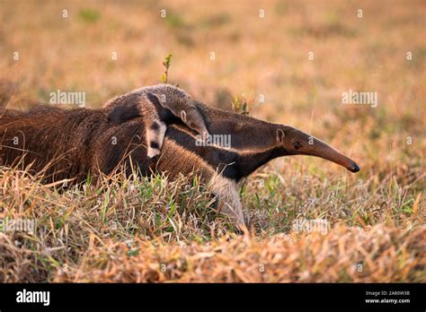 Giant Anteater Baby