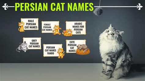 Persian Cat Names – 150+ Unique And Gorgeous Names With Meanings - Petmoo