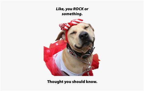 You Rock Meme Dog