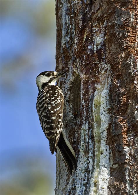 Red-cockaded Woodpecker | Virginia DWR