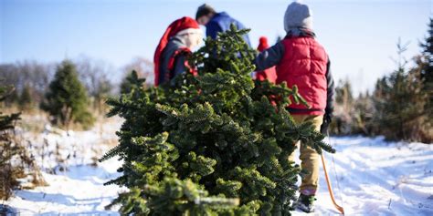 Christmas Tree Farms Near Me - 30 Best Christmas Tree Farms in America