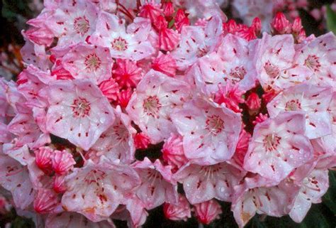 VA native mountain laurels. | Mountain laurel, Laurel, Flowers